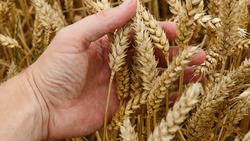 Белгородская область стала третьей в стране по урожайности зерна