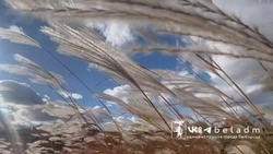 Спасатели предупредили белгородцев о сильном ветре 21 ноября 