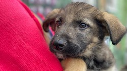 Белгородцы приютили 46 собак с участка отлова и содержания безнадзорных животных