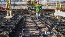 Озеленители посеяли 70 тысяч семян растений для украшения Белгорода 