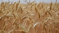 Цены на пшеницу упали до июньского минимума в России