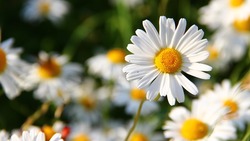Белгородцы пожертвовали деньги на лечение детей в рамках акции «Белый цветок»
