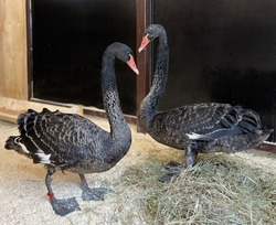 Жители региона смогут увидеть чёрных лебедей в Белгородском зоопарке