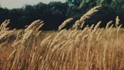 Белгородские аграрии собрали рекордные 4 млн тонн зерновых культур в 2022 году