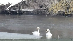 Эксперты Экоохотнадзора объяснили, почему здоровых зимующих лебедей не нужно спасать
