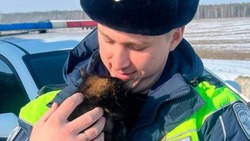 Полицейские проведут акцию «День добрых дел» в Белгородской области