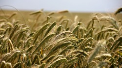 Аграрии засеяли около 50% площадей ранними зерновыми культурами в регионе