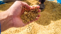 Институт конъюнктуры аграрного рынка РФ спрогнозировал значительное увеличение экспорта зерновых