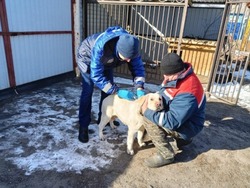 Более 400 тысяч животных вакцинировали от бешенства в Белгородской области 
