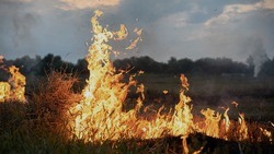 Белгородские власти продлили особый противопожарный режим в регионе до 13 сентября