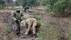 Весенний лесокультурный сезон завершился в Белгородской области