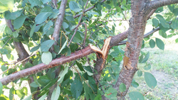 Яковлевцы повредили плодовые деревья в городе Строителе