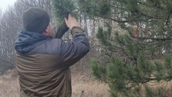 Белгородские лесники соберут 265 кг шишек для заготовки посадочного материала