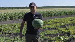 Терновский фермер Михаил Блинов поделился секретами выращивания арбузов