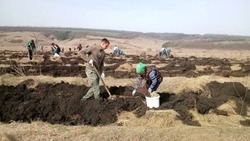 Белгородцы смогут принять участие в Международной акции «Сад памяти»