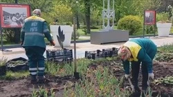 Озеленители начали менять цветочное оформление центральной клубы в парке Победы Белгорода 