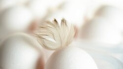 Минсельхоз прокомментировал информацию о росте цен на яйца и птицу