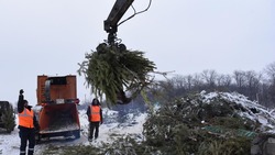 Утилизация новогодних ёлок стартовала в Белгородской области