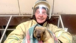 Пожарные спасли сурка-байбака в Белгородской области