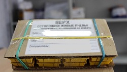 Почта России открыла сезон доставки пчёл в Белгородской области