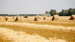 Аграрии региона отметили высокое качество полученного в этом году урожая пшеницы