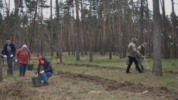 Белгородцы высадили 2500 сеянцев крымской сосны в урочище Сосновка