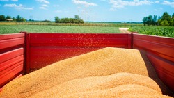 Росстат сообщил о 153,8 миллиона тонн урожая зерна в стране в 2022 году