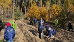 Белгородские волонтёры высадили свыше 1600 сеянцев сосны в рамках акции «Живи, лес»