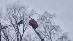 Спасатели сняли кота с высокого дерева в Белгороде 