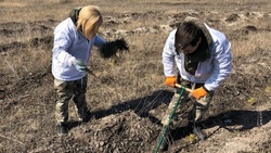 Геоглиф «Звезда» в Яковлевском городском округе пополнился 1000 сеянцами сосны