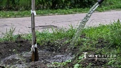 Озеленители высадят 48 клёнов на Ватутина в Белгороде 