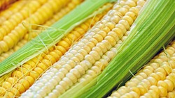 Белгородские аграрии приступили к обмолоту кукурузы на зерно и сои