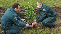 Белгородцы высадили порядка 6 млн деревьев в рамках всероссийской акции «Сохраним лес»