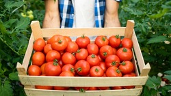 Белгородская область вошла в число регионов-лидеров по урожаю тепличных овощей