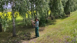 Сотрудники Яковлевского лесничества полностью выполнили план по сбору семян берёзы