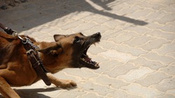 Спасатели МЧС России назвали способы защиты от агрессивных собак