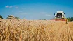 Яковлевский городской округ вошёл в тройку лидеров по урожайности зерновых культур 