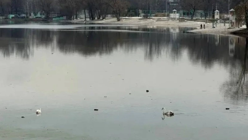 В Белгороде в парк «Берега» вернулись лебеди