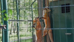 Белгородцы смогут увидеть рождённых этой весной в белгородском зоопарке лисят и волчат