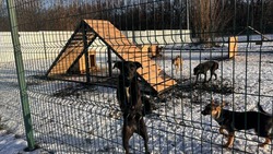 Новое оборудование начали устанавливать в приюте для животных Белгорода