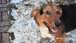 Белгородцы смогут обратиться по поводу бездомных собак в диспетчерскую БГБ