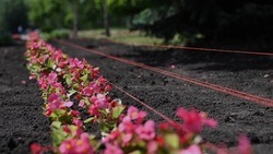 Озеленители высадят более 50 тысяч растений на площадке у музея-диорамы в Белгороде