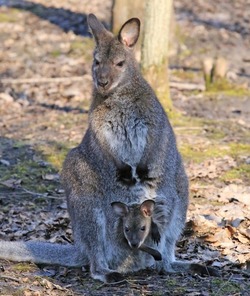 Детеныш кенгуру родился в Белгородском зоопарке