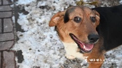Вячеслав Гладков поручил обустроить площадки для выгула собак в каждом муниципалитете 