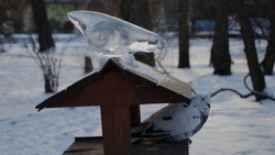 Яковлевцы смогут принять участие в конкурсе «Хранители птиц» от портала «Эковики»