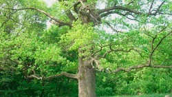 Яковлевцы смогут проголосовать за шебекинский Панский дуб в конкурсе «Российское дерево года»
