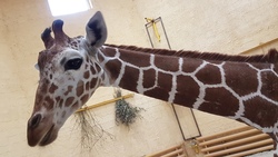 Сотрудники белгородского зоопарка раскрыли причину смерти жирафёнка Сафари
