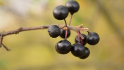 Учёные напомнили о пользе черноплодной рябины