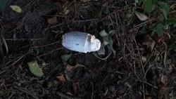 Вячеслав Гладков сообщил о 320 обращениях белгородцев по поводу опасных находок 