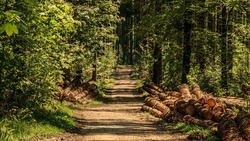 Управление лесами провело приём белгородцев по вопросу сбора валежной древесины
